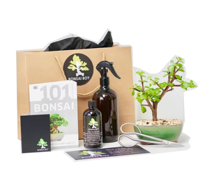 Venta al por mayor Bonsai Tree Growing Kit Jade <span class=keywords><strong>Crassula</strong></span> Tilly 20cm para jardín - Product Image 1