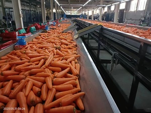 Mới thu hoạch cà rốt tươi rửa sạch cà rốt tươi - Product Image 5
