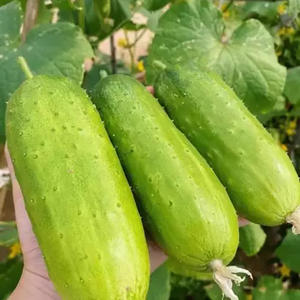 Origine des concombres Fruits des quatre saisons - concombres croustillants et sucrés pour la décoration de jardin et de cour - Product Image 6