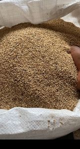 Graines de sésame blanc du Burkina Faso de qualité exceptionnelle, grades supérieurs, sac de 20 kg - Product Image 3