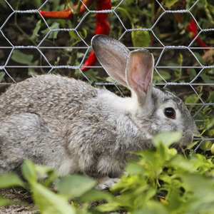 Choice Steel Chicken Wire <strong>Mesh</strong> PVC Galvanized Hexagonal <strong>Gabion</strong> for Poultry Fences Cages Hot Dipped Galvanized Woven Steel - Product Image 4