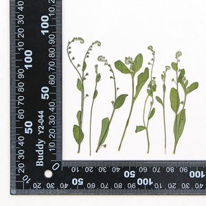 No olvides la hierba, <span class=keywords><strong>flores</strong></span> secas <span class=keywords><strong>silvestres</strong></span>, marco decorativo de heno, lámpara de escritorio, espécimen de planta en relieve - Product Image 6