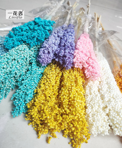 Bella Naturale Secca Sorgo Bouquet Conserve di Sorgo Fiore pianta - Product Image 3