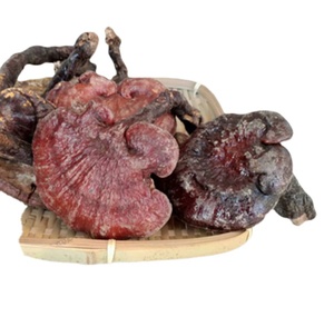 Bán Trực Tuyến Giá Rẻ Bổ Sung Nấm <span class=keywords><strong>Ganoderma</strong></span> Gyrophora Khô Toàn Bộ Cơ Thể Để Bán - Product Image 1