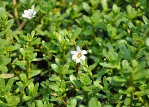 Kapsul ekstrak <span class=keywords><strong>Bacopa</strong></span> <span class=keywords><strong>Monnieri</strong></span> alami suplemen grosir kapsul <span class=keywords><strong>Bacopa</strong></span> organik untuk energi kekebalan tubuh & - Product Image 3