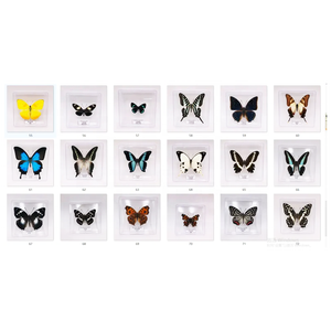 Collection de papillons réels rares et précieux <span class=keywords><strong>Papilio</strong></span> Ulysses, spécimens de papillons réels magnifiques et précieux - Product Image 4