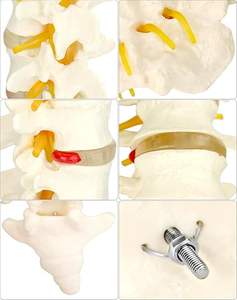 Grande <span class=keywords><strong>Vertebra</strong></span> lombare naturale a grandezza naturale con coccige modello per l'insegnamento delle scienze mediche e l'aula scientifica - Product Image 4