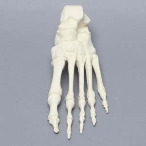 KyrenMed, modelo anatómico de hueso de <span class=keywords><strong>pie</strong></span> humano de espuma sólida, modelo de entrenamiento ortopédico de esqueleto para Taller, perforación preoperatoria - Product Image 3