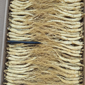 Preço de atacado de alta qualidade nova colheita 100% planta natural erva chinesa raiz de <span class=keywords><strong>ginseng</strong></span> oriental seco para venda - Product Image 4