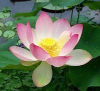 Frische Natürliche Rosa Lotusblüten 60-80cm Sträuße Export aus Vietnam Topseller 2022