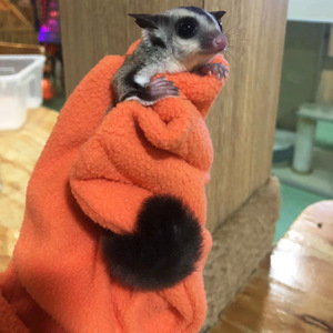 Anti-Bijthandschoenen Voor Suikerzweefvliegtuigen Vliegende Hamsters Warmte Anti-Kras Badbenodigdheden Reptiel Amfibie Accessoires Voor Huisdieren - Product Image 2