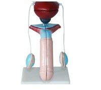 Equipo de enseñanza dvanced PC Anatomy modelo médico de anatomía humana que muestra riñón, uréter, vejiga y útero