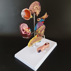 Medicina Humana, Complicaciones <span class=keywords><strong>de</strong></span> la Diabetes, Ojos, Corazón, Riñones, Vasos Sanguíneos, Pie, Cirugía Interna y Externa, Rehabilitación, Patología - Product Image 2