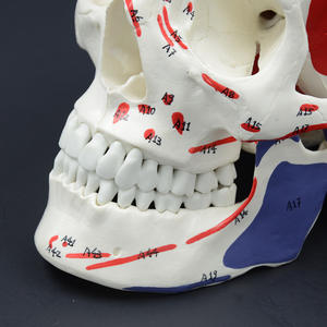 Modèle de crâne musculaire détachable 1:1 pour l'enseignement de l'anatomie orale, fourni par le fabricant avec instructions en ruban adhésif - Product Image 3