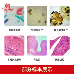 100 types de préparations biologiques, dont des spécimens zoologiques clairs pour microscope. - Product Image 5