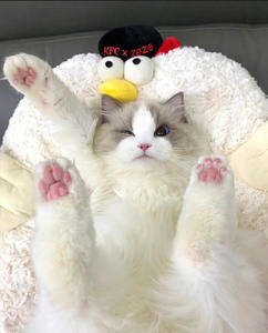 <span class=keywords><strong>Zeze</strong></span> ที่นอนสัตว์เลี้ยงในร่มที่มีคุณภาพสูงทนทานและสะดวกสบายระบายอากาศได้น่ารักลายสัตว์เจี๊ยบ - Product Image 4