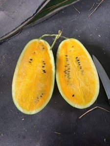 Sandía Premium de Pulpa Amarilla |   Mini Sandía Dorada Sin Semillas |   Extra Dulce, Fresco y Jugoso, Exportación de Vietnam, 30-60 Días de Duración - Product Image 2