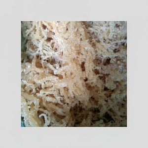 Vente en gros d'algues eucheuma cottonii séchées assaisonnées à haut rendement en carraghénane naturel et durable emballé dans un sac - Product Image 1