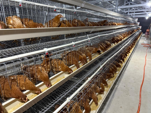 ขายส่งจากโรงงาน ระบบกรงไก่ไข่แบบใหม่ ชนิด A ทำจากเหล็กชุบสังกะสี พร้อมระบบอัตโนมัติสำหรับวางไข่ - Product Image 3