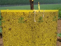 Feuille collante double face pour insectes de serre piège à mouches jaune panneau de colle en plastique pour papier à mouches de jardin