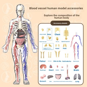 Modelo <span class=keywords><strong>de</strong></span> Anatomía del Esqueleto Humano para Educación Temprana MAC-CH19, Juguete Educativo <span class=keywords><strong>de</strong></span> Plástico MAXCARE <span class=keywords><strong>de</strong></span> Cuerpo Completo para Primaria y Secundaria - Product Image 1