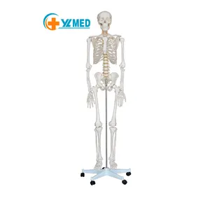 Medische Wetenschap 180Cm Menselijk Plastic Skeletmodel Menselijk Skelet Voor Onderwijs Medisch Anatomiemodel