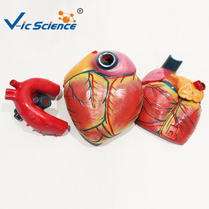 Modèle de cœur simulé à l'échelle 5x, affichage complet des valves cardiaques, modèle de démonstration pour l'enseignement et la formation. - Product Image 4