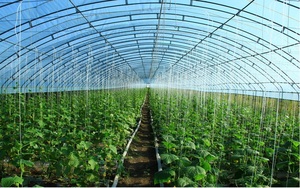 Film plastique agricole transparent en polyéthylène, <span class=keywords><strong>200</strong></span> <span class=keywords><strong>microns</strong></span>, utp à uv, feuille à couverture de 10m - Product Image 3