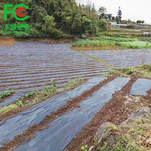 Film plastique agricole pour paillage de culture d'ananas - Product Image 4