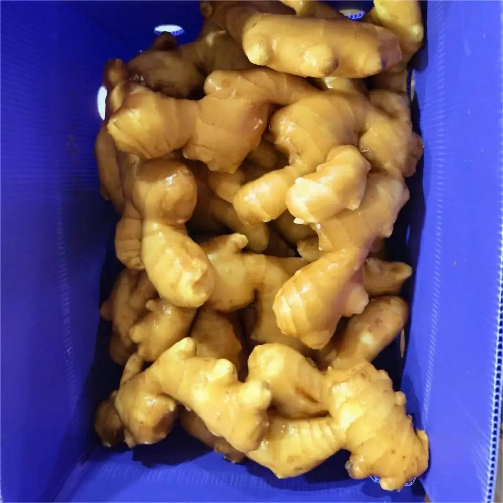 Fresh new crop ginger to export from China supplier--- high quality !