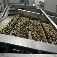 Œufs de caille en conserve dans l'eau pour l'exportation en grandes quantités à des prix de gros excellents Fabriqués en Chine Œufs de caille
