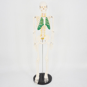 Modello di Scheletro Umano Completo da 85 cm con Nervi Spinali e Costole Verdi Marcate, Torace e Ossa, Esemplare Anatomico Didattico - Product Image 2