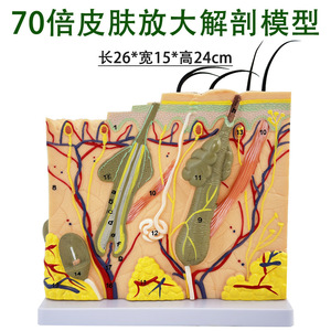 แบบจำลองผิวหนังมนุษย์ขยายใหญ่ 70 เท่า: คู่มือความงามของผิวหนังและเส้นผม; โครงสร้างและกายวิภาคของผิวหนัง; เนื้อเยื่อและไขมัน - Product Image 4