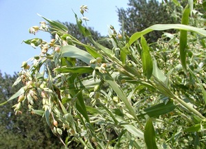 [HOT] Dried COIX <b>SEED</b>-High Grade Vietnam Origin Export Wholesale Best Price - Product Image 5