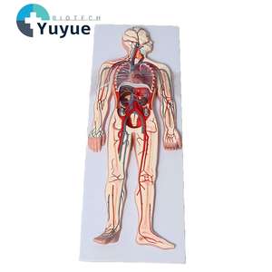 Modelo <span class=keywords><strong>del</strong></span> <span class=keywords><strong>Sistema</strong></span> <span class=keywords><strong>Circulatorio</strong></span> Humano con Corazón y Vasos Sanguíneos - Modelo Anatómico de Circulación de Cuerpo Completo de 90 cm - Product Image 1