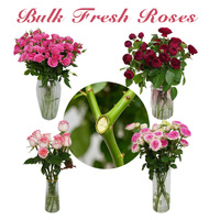 Vente en gros de fleurs fraîches coupées de haute qualité pour l'exportation de Kunming, roses à tiges simples multi-têtes