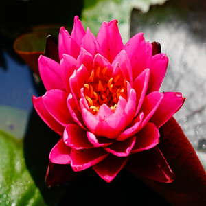 Nymphaea 'Zi Li' - Une <span class=keywords><strong>plante</strong></span> aquatique adaptée aux bassins de jardin et aux serres - Nénuphar 'Zi Li' - Product Image 6
