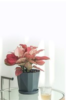 Pot de grand calibre jardin extérieur plante verte succulente pas cher pot de fleur en plastique épaissi grand pot de fleur en plastique