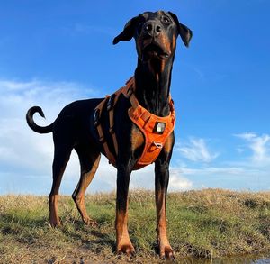 Chaleco acolchado suave para perros-Arnés ligero y cómodo para cachorros, listo para envío rápido - Product Image 6