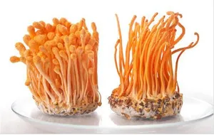 China Export Fresh Bulk Golden Cordyceps Mushroom