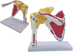 Modelo Esquelético de <span class=keywords><strong>Hombro</strong></span> para Ciencias Médicas con Músculos y Puntos de Origen, y Clavícula Experimental Yulin CE/ISO - Product Image 2