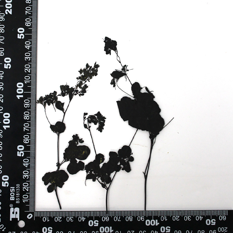 MH639-Black-Thalictrum