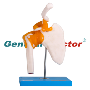 Modelos De ciencia médica, articulación del hombro, <span class=keywords><strong>esqueleto</strong></span> humano, modelo anatómico GD/A11209/1 - Product Image 1