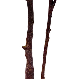 Oh Nghệ Thuật Nhà Máy Bán 150 Cm Mô Phỏng <span class=keywords><strong>Magnolia</strong></span> Cây Cây Nhân Tạo Trong Màu Đen Nồi Nhựa Cho Nhà Trong Nhà Trang Trí - Product Image 4