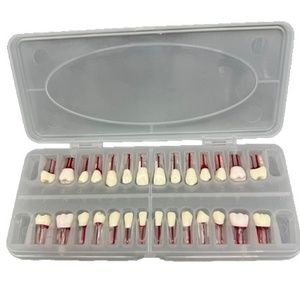 Práctica de Examen Dental: Gránulos de Resina para Conductos Radiculares Orales, 28 Dientes Completos Ex Vivo, Portátil, para Uso en Laboratorios Escolares/<span class=keywords><strong>Universitarios</strong></span> - Product Image 1