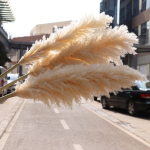 Hflora khô hoa và cây bán buôn tự nhiên pampas cỏ đầy màu sắc bảo quản pampas cho đám cưới sắp xếp - Product Image 1