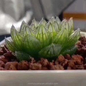 Commercio all'ingrosso di <span class=keywords><strong>piante</strong></span> succulente da interno <span class=keywords><strong>piante</strong></span> ornamentali <span class=keywords><strong>Haworthia</strong></span> - Product Image 3