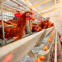 Cage à poules pondeuses entièrement automatique de type H, grande capacité (3-12 niveaux), pour l'élevage industriel de poulets