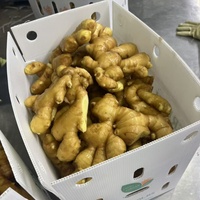 Gingembre Frais 100% Naturel, Cultivé en Ferme, Vente Directe Usine, Gros Volume, Gingembre Frais de Grande Taille