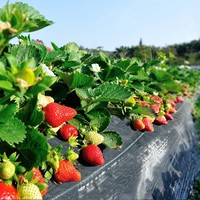 Plastiek onkruidmat anti-onkruid landschapsdoek grondbedekking doorlatende onkruidbarrière voor landbouwgrond fruitbomen groenten teelt